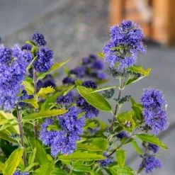 BLOOMIN' EASY Jumbo Pint Beekeeper Bluebeard (Caryopteris) Live Shrub, Blue Flowers