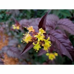 BLOOMIN' EASY Jumbo Pint Nightglow Honeysuckle (Diervilla) Live Shrub, Vibrant Yellow Flowers
