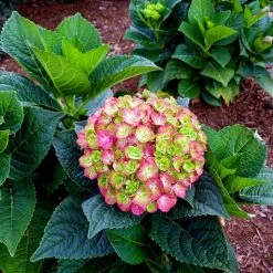 BLOOMIN' EASY Jumbo Pint Tilt-A-Swirl Bigleaf Hydrangea (Macrophylla) Live Shrub, Green and Red Bicolor Flowers