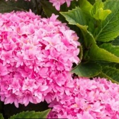 BLOOMIN' EASY Jumbo Pint Starfield Bigleaf Hydrangea (Macrophylla) Live Shrub, Pink Flowers