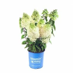 BLOOMIN' EASY 1 Gal. Moonrock Hardy Hydrangea (Paniculata) Live Shrub, Cream and Lime Green Flowers