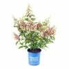 BLOOMIN' EASY 1 Gal. Candelabra Hardy Hydrangea (Paniculata) Live Shrub, Creamy White and Red Flowers