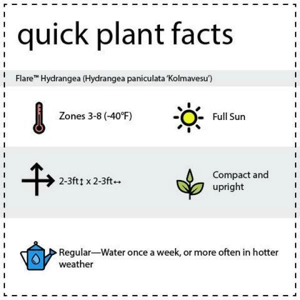 BLOOMIN' EASY 2 Gal. Flare Hardy Hydrangea (Paniculata) Live Shrub, White and Bright Red-Pink Flowers - Image 7