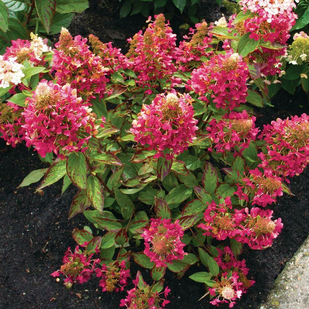 BLOOMIN' EASY 2 Gal. Flare Hardy Hydrangea (Paniculata) Live Shrub, White and Bright Red-Pink Flowers - Image 3