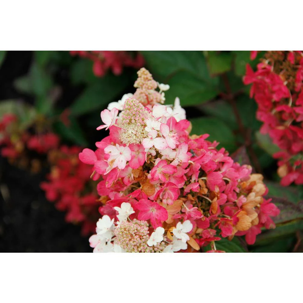 BLOOMIN' EASY 2 Gal. Flare Hardy Hydrangea (Paniculata) Live Shrub, White and Bright Red-Pink Flowers - Image 4
