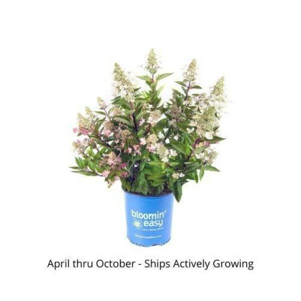 BLOOMIN' EASY 2 Gal. Flare Hardy Hydrangea (Paniculata) Live Shrub, White and Bright Red-Pink Flowers - Image 5