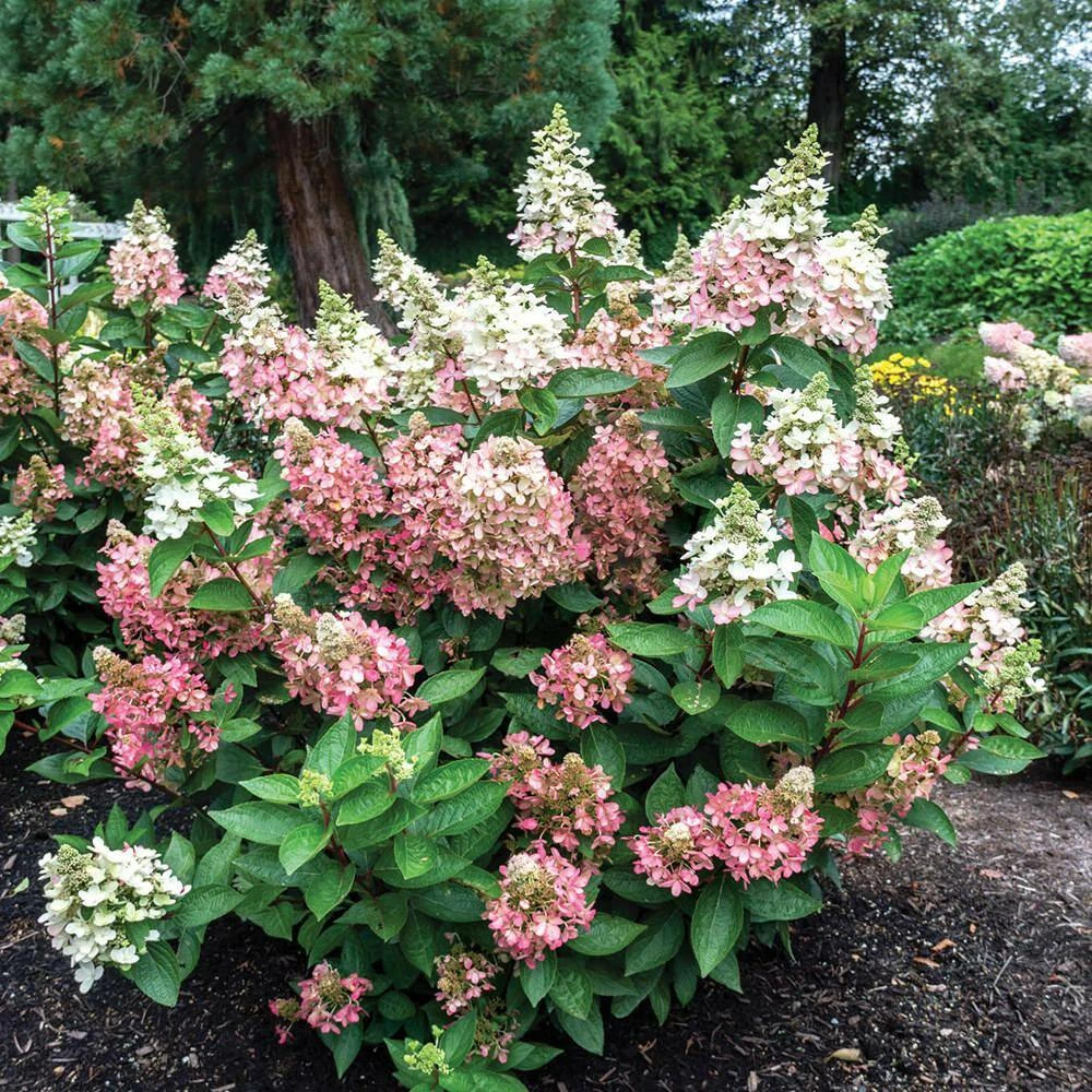 BLOOMIN' EASY 2 Gal. Flare Hardy Hydrangea (Paniculata) Live Shrub, White and Bright Red-Pink Flowers - Image 2