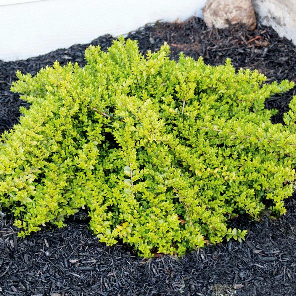 BLOOMIN' EASY 2 Gal. Thunderbolt Box Honeysuckle (Lonicera) Live Shrub - Image 3