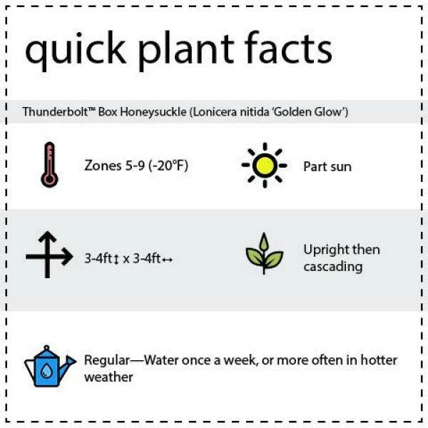 BLOOMIN' EASY 2 Gal. Thunderbolt Box Honeysuckle (Lonicera) Live Shrub - Image 6