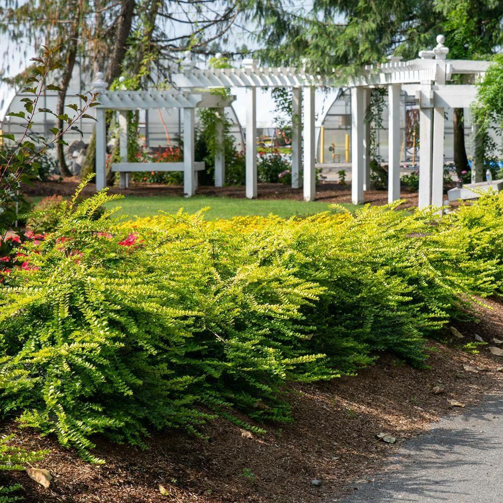 BLOOMIN' EASY 2 Gal. Thunderbolt Box Honeysuckle (Lonicera) Live Shrub - Image 4