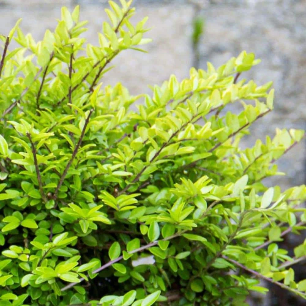 BLOOMIN' EASY 2 Gal. Thunderbolt Box Honeysuckle (Lonicera) Live Shrub - Image 2