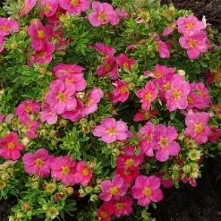BLOOMIN' EASY Jumbo Pint Bella Bellissima Potentilla Live Shrub, Rich Pink Flowers
