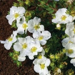 BLOOMIN' EASY Jumbo Pint Bella Bianca Potentilla Live Shrub, Pure White Flowers
