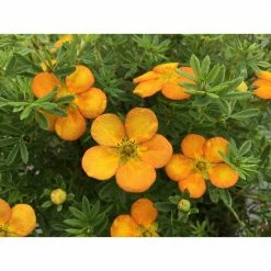 BLOOMIN' EASY Jumbo Pint Bella Sol Potentilla Live Shrub, Rich Orange Flowers
