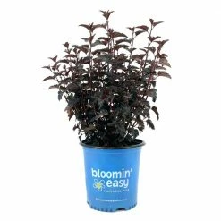BLOOMIN' EASY 2 Gal. Panther Ninebark (Physocarpus) Live Shrub in Pink Flowers