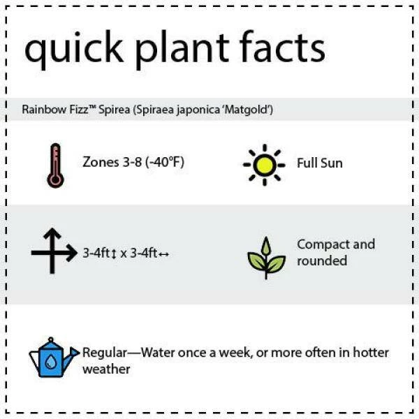 BLOOMIN' EASY 2 Gal. Rainbow Fizz Spirea (Spiraea) Live Shrub, Red Berries to Pretty Pink Flowers - Image 7