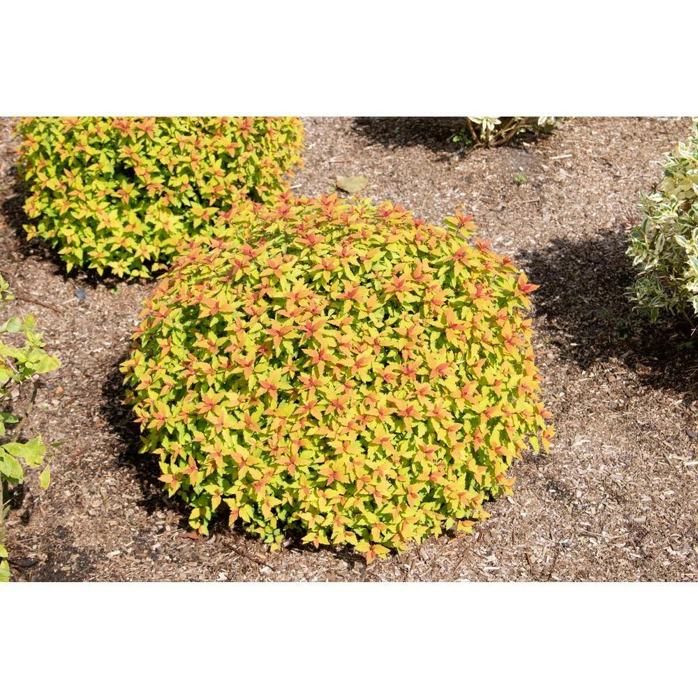 BLOOMIN' EASY 2 Gal. Rainbow Fizz Spirea (Spiraea) Live Shrub, Red Berries to Pretty Pink Flowers - Image 3