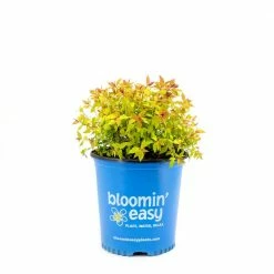 BLOOMIN' EASY 2 Gal. Rainbow Fizz Spirea (Spiraea) Live Shrub, Red Berries to Pretty Pink Flowers