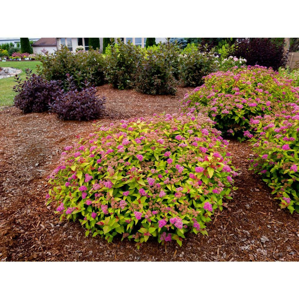 BLOOMIN' EASY 2 Gal. Rainbow Fizz Spirea (Spiraea) Live Shrub, Red Berries to Pretty Pink Flowers - Image 4