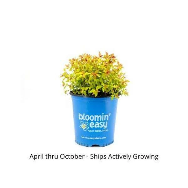BLOOMIN' EASY 2 Gal. Rainbow Fizz Spirea (Spiraea) Live Shrub, Red Berries to Pretty Pink Flowers - Image 5