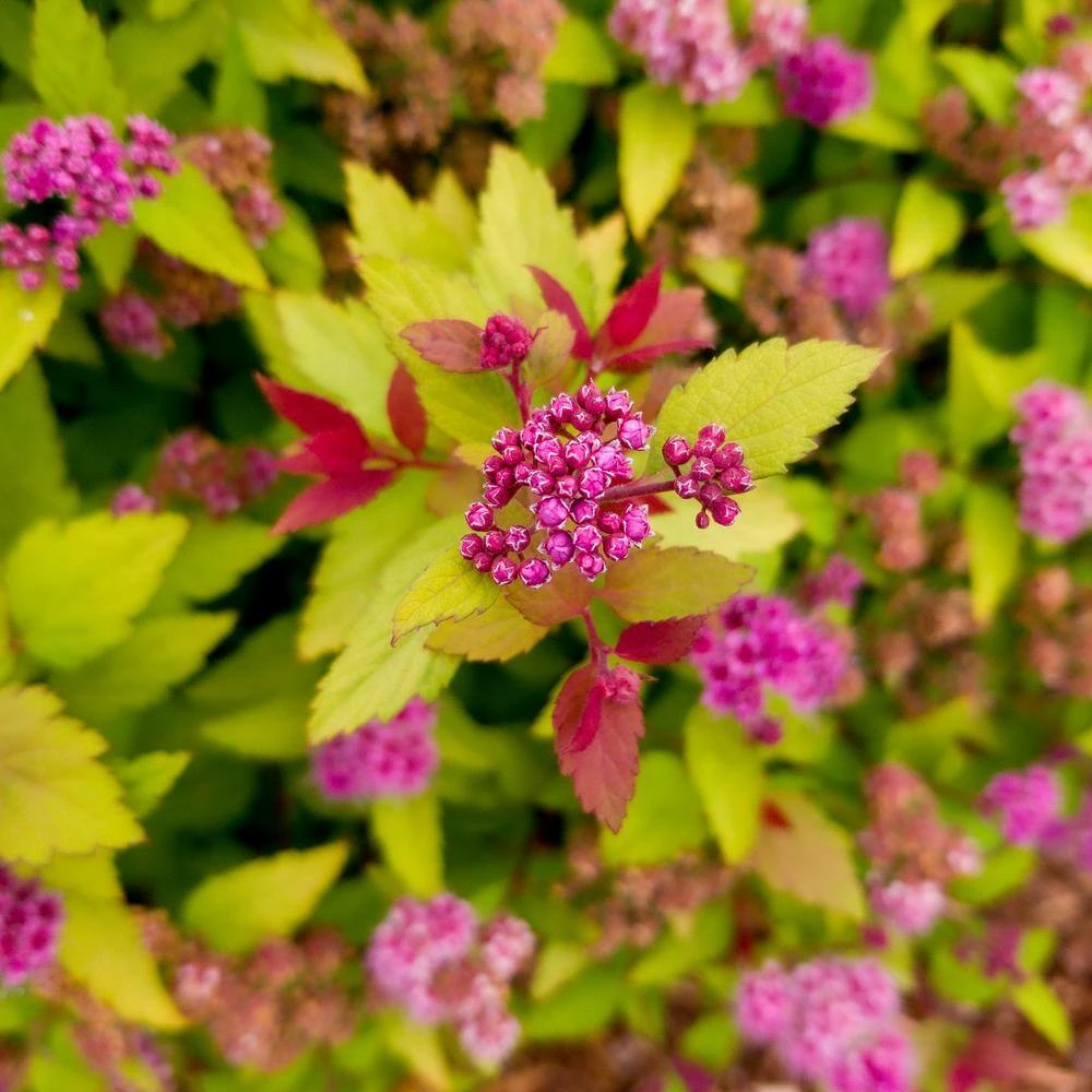 BLOOMIN' EASY 2 Gal. Rainbow Fizz Spirea (Spiraea) Live Shrub, Red Berries to Pretty Pink Flowers - Image 2