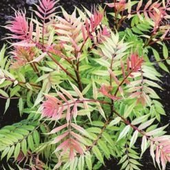 BLOOMIN' EASY Jumbo Pint Cherry On Top Sorbaria Live Shrub, White Flowers