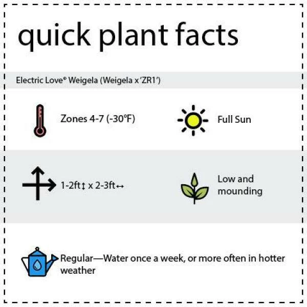 BLOOMIN' EASY 1 Gal. Electric Love Weigela Live Shrub, Vibrant Red Flowers - Image 6