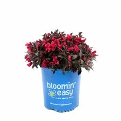 BLOOMIN' EASY 1 Gal. Electric Love Weigela Live Shrub, Vibrant Red Flowers