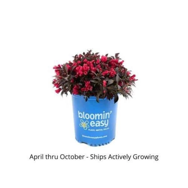 BLOOMIN' EASY 1 Gal. Electric Love Weigela Live Shrub, Vibrant Red Flowers - Image 4