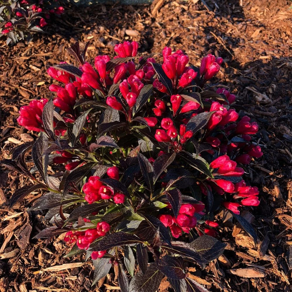 BLOOMIN' EASY 1 Gal. Electric Love Weigela Live Shrub, Vibrant Red Flowers - Image 2