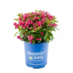 BLOOMIN' EASY 1 Gal. Strobe Weigela Live Shrub, Bright Pink Flowers