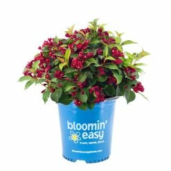 BLOOMIN' EASY 1 Gal. Maroon Swoon Weigela Live Shrub, Dark Red Flowers