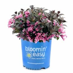 BLOOMIN' EASY 1 Gal. Stunner Weigela Live Shrub, Vivid Pink Flowers