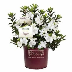 ENCORE AZALEA 1 Gal. Autumn Angel Shrub with White Flowers