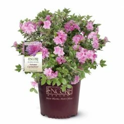 ENCORE AZALEA 1 Gal. Autumn Carnation Shrub with Semi Double Pink Flowers