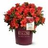 ENCORE AZALEA 1 Gal. Autumn Embers Shrub with Red Flowers