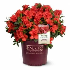 ENCORE AZALEA 1 Gal. Autumn Embers Shrub with Red Flowers
