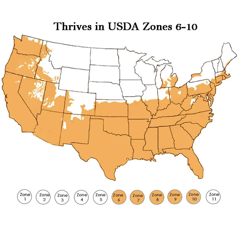 ENCORE AZALEA 1 Gal. Autumn Empress Azalea Shrub with Semi-Double Pink Flowers - Image 5