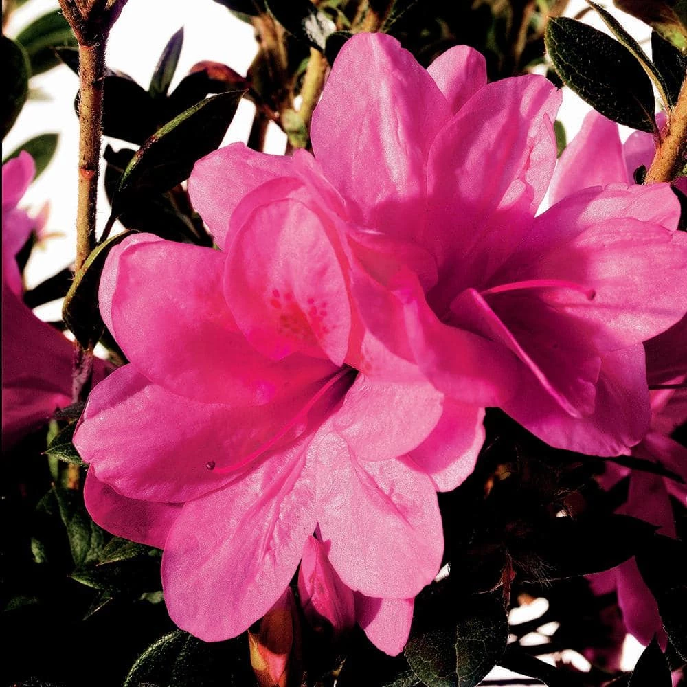 ENCORE AZALEA 1 Gal. Autumn Empress Azalea Shrub with Semi-Double Pink Flowers - Image 3