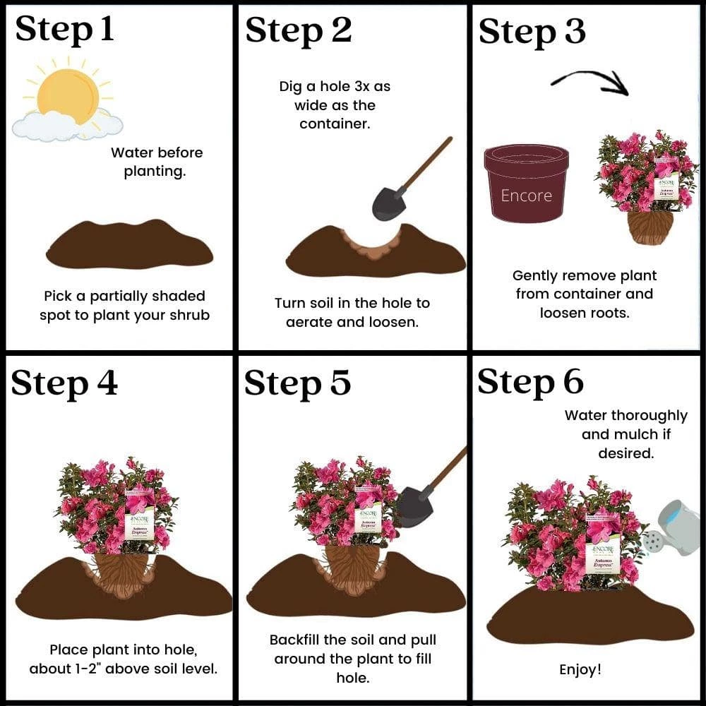 ENCORE AZALEA 1 Gal. Autumn Empress Azalea Shrub with Semi-Double Pink Flowers - Image 6