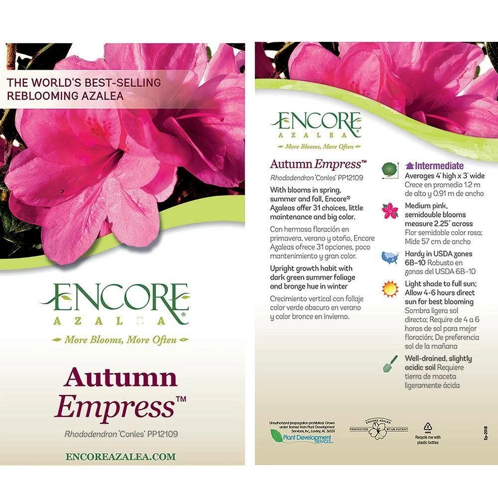 ENCORE AZALEA 1 Gal. Autumn Empress Azalea Shrub with Semi-Double Pink Flowers - Image 4