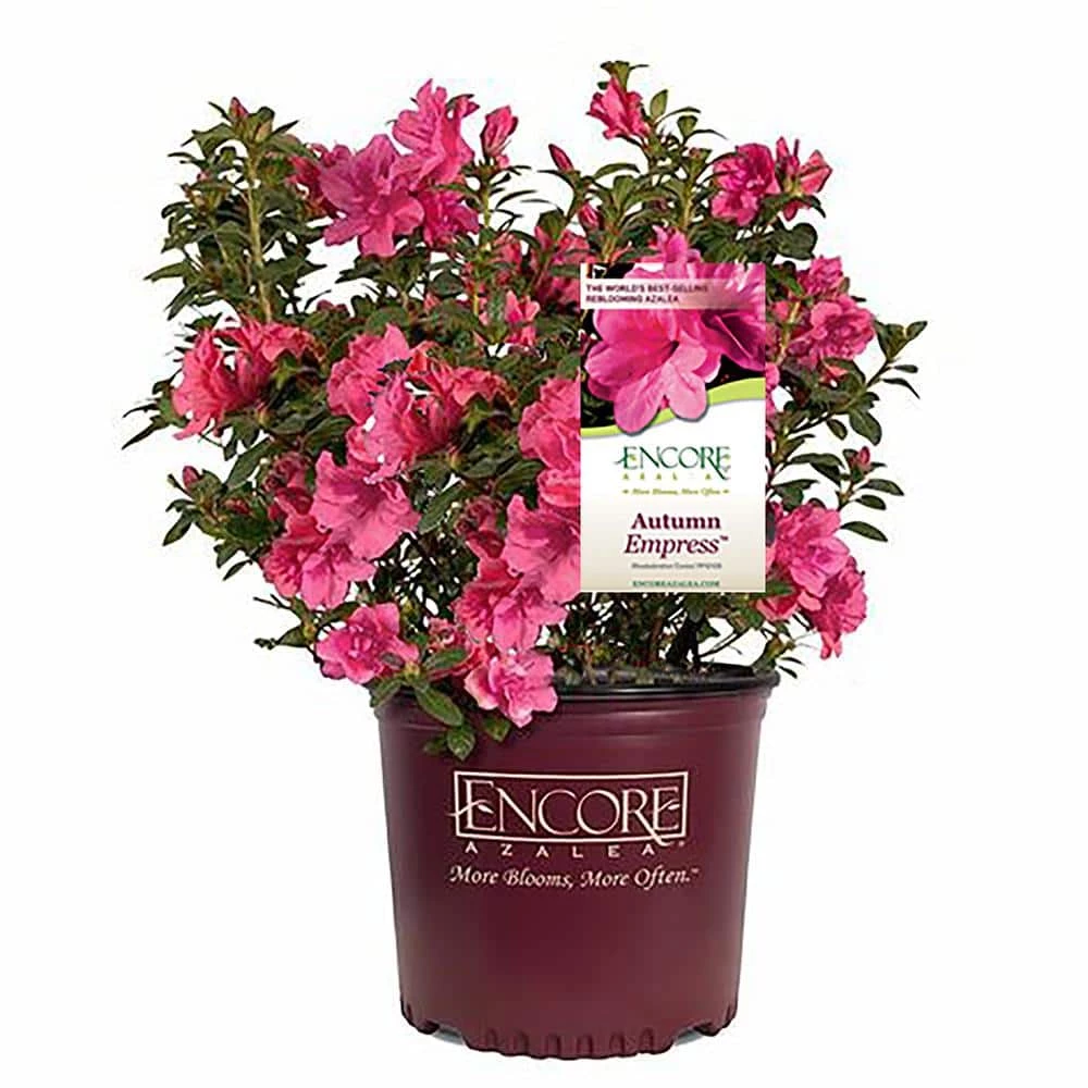 ENCORE AZALEA 1 Gal. Autumn Empress Azalea Shrub with Semi-Double Pink Flowers