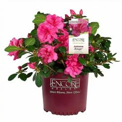 ENCORE AZALEA 1 Gal. Autumn Rouge Shrub with Bright Pink Flowers