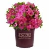 ENCORE AZALEA 1 Gal. Autumn Royalty Shrub with Pink Flowers