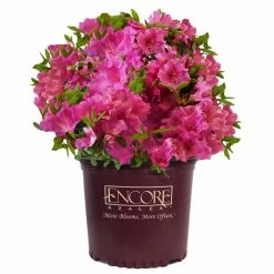 ENCORE AZALEA 1 Gal. Autumn Royalty Shrub with Pink Flowers