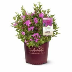 ENCORE AZALEA 2 Gal. Autumn Amethyst Shrub with Stunning Purple Flowers