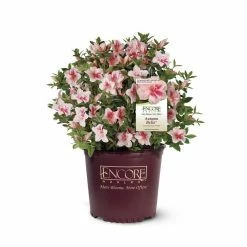 ENCORE AZALEA 3 Gal. Autumn Belle Azalea Shrub with Pinkish White Flowers