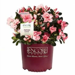 ENCORE AZALEA 3 Gal. Autumn Coral Azalea Shrub with Bright Pink Flowers