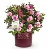 ENCORE AZALEA 3 Gal. Autumn Twist Azalea Shrub with Bi-Color Purple Flowers