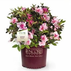 ENCORE AZALEA 3 Gal. Autumn Twist Azalea Shrub with Bi-Color Purple Flowers